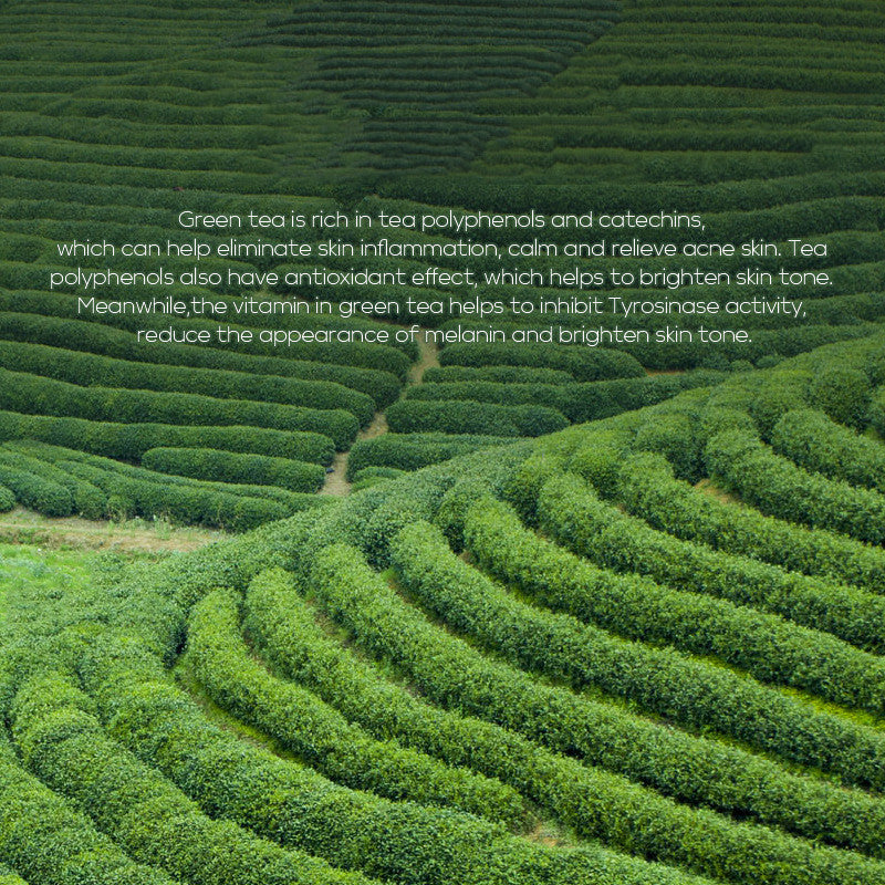 Winding path through green tea fields with text overlay about green tea benefits.